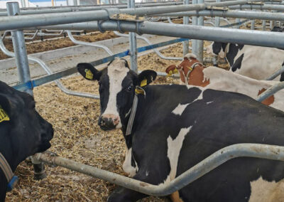 Entspannte Kühe im neuen Stall von Möck Milch, Milchviehbetrieb
